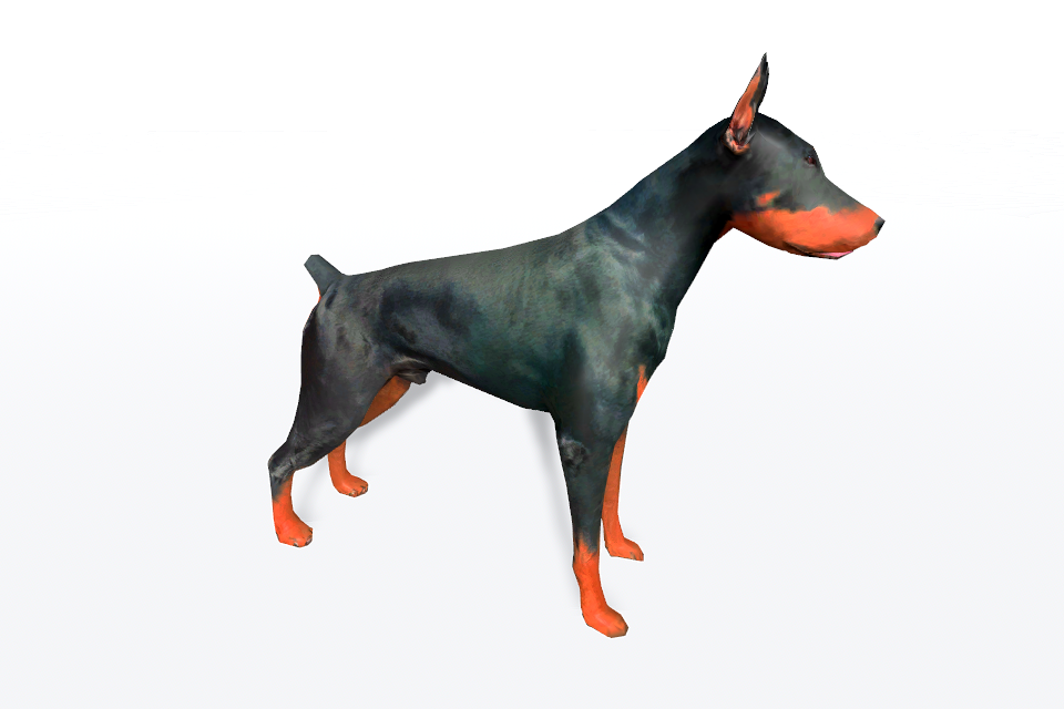 Dobermann